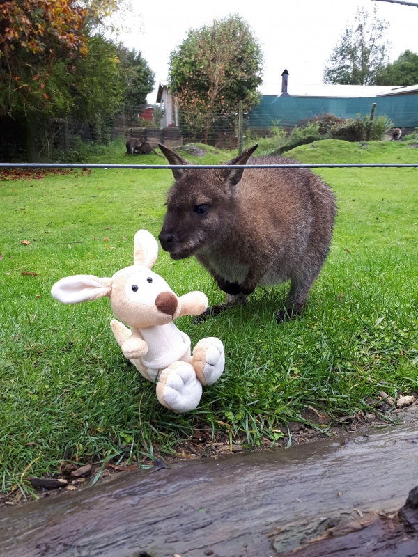 Photo de la mascotte de Péronne au zoo de Christchurch?