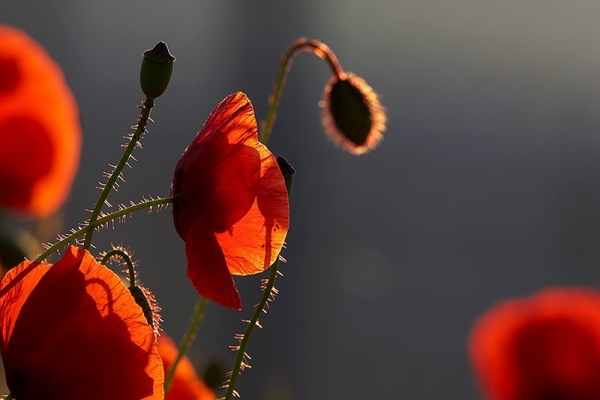 The symbol of remembrance